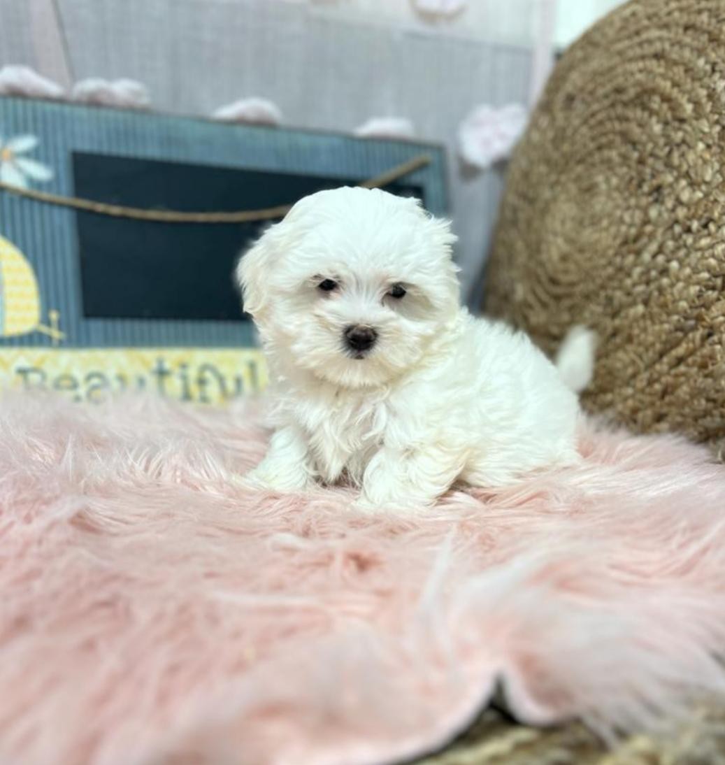 Bichón Maltés