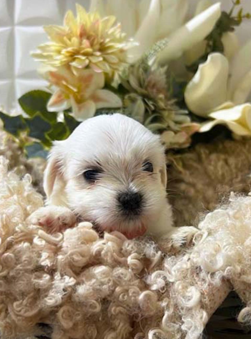 Bichón Maltés 3
