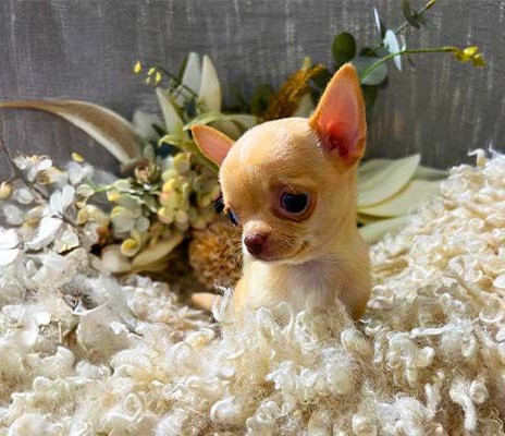 Chihuahua 2