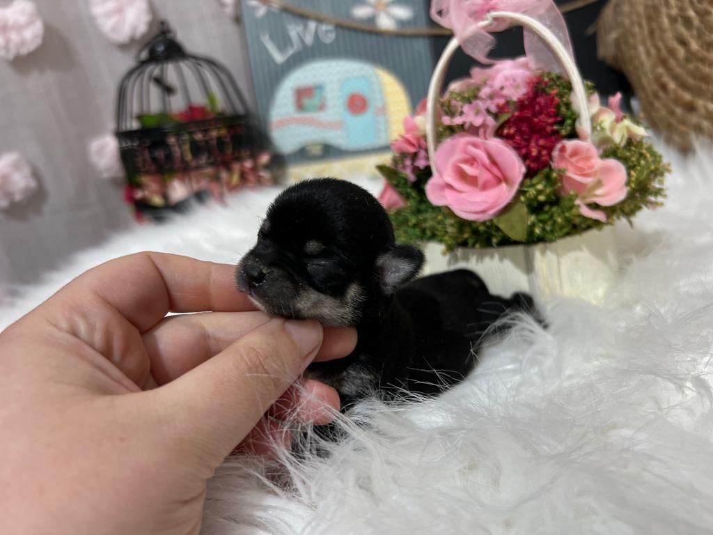 Chihuahua 3