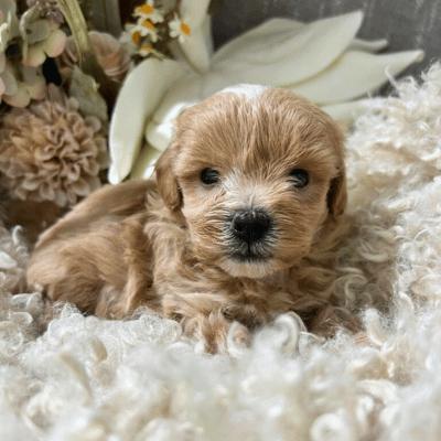 Maltipoo