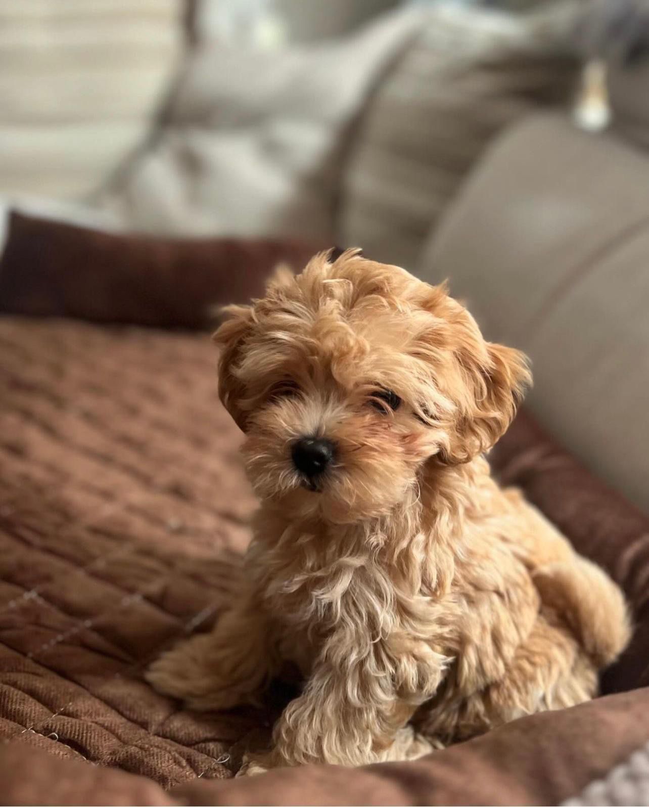 Maltipoo 3