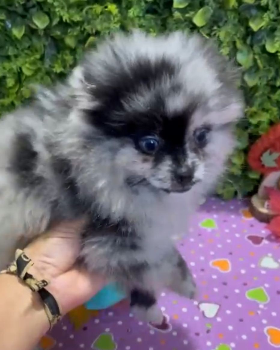 Pomerania