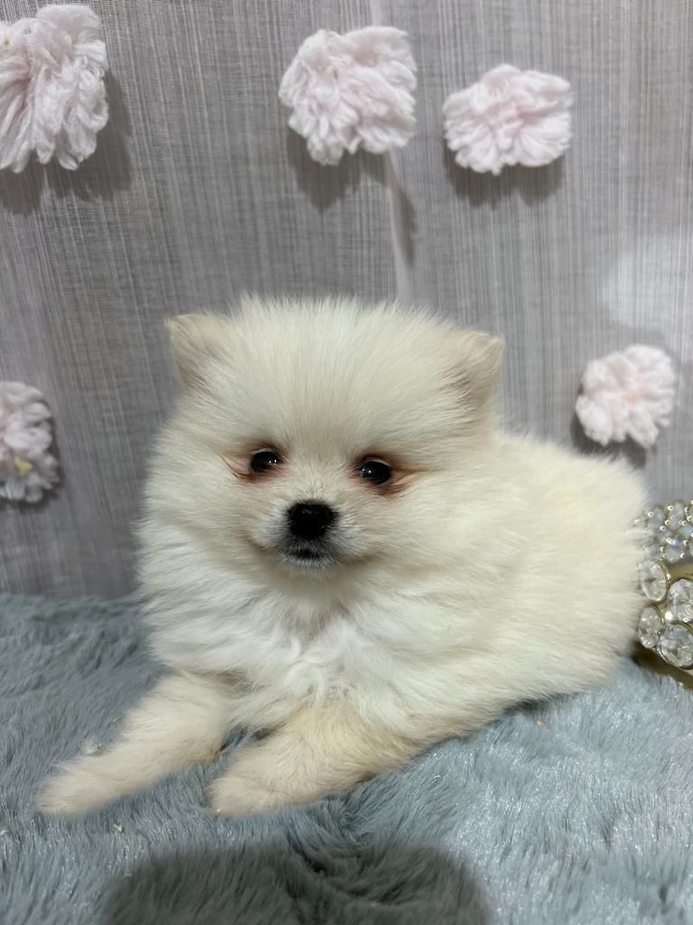 Pomerania 2