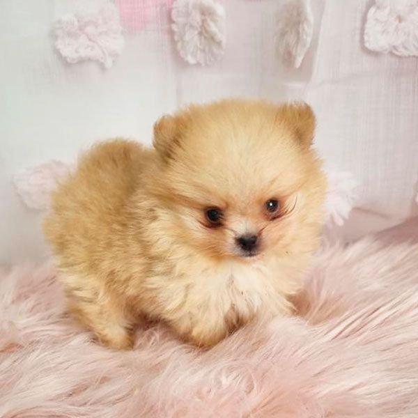 Pomerania 3