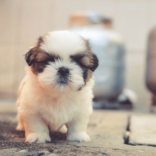 Shih Tzu