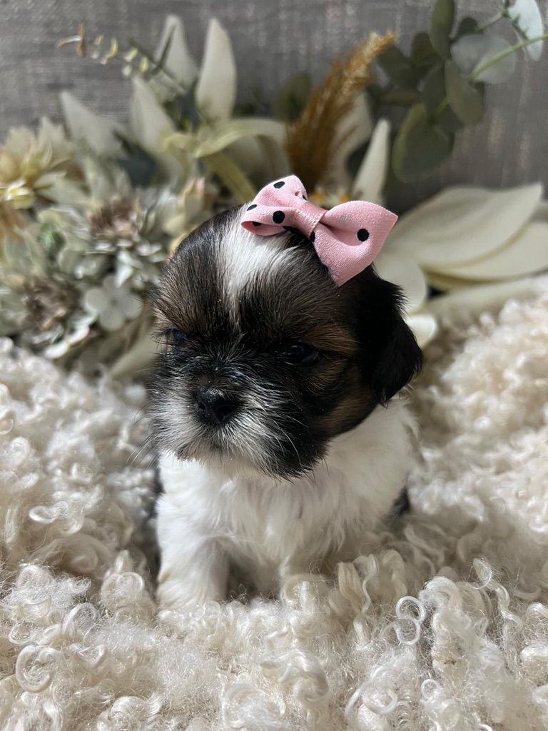Shih Tzu 2