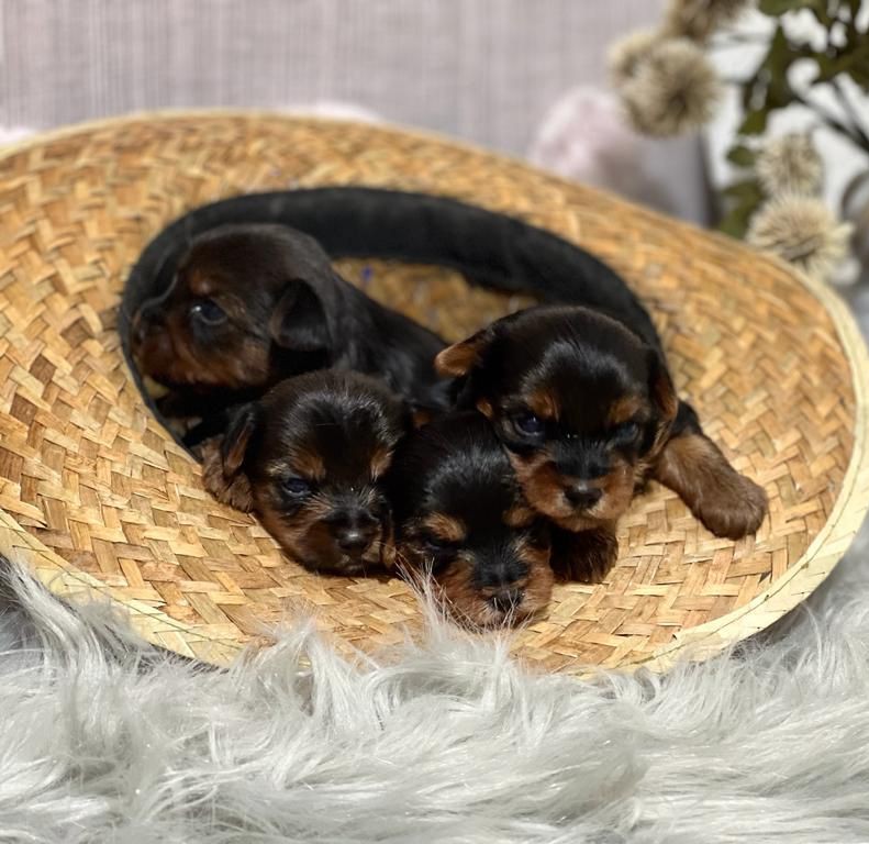Yorkshire Terrier