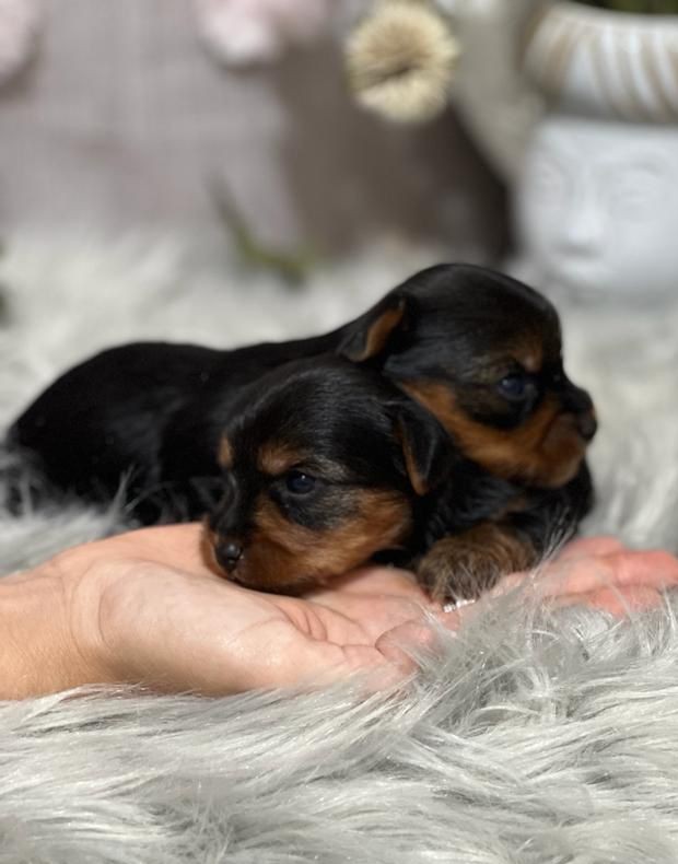 Yorkshire Terrier 2