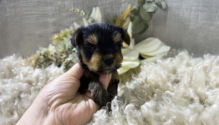 Yorkshire Terrier 3