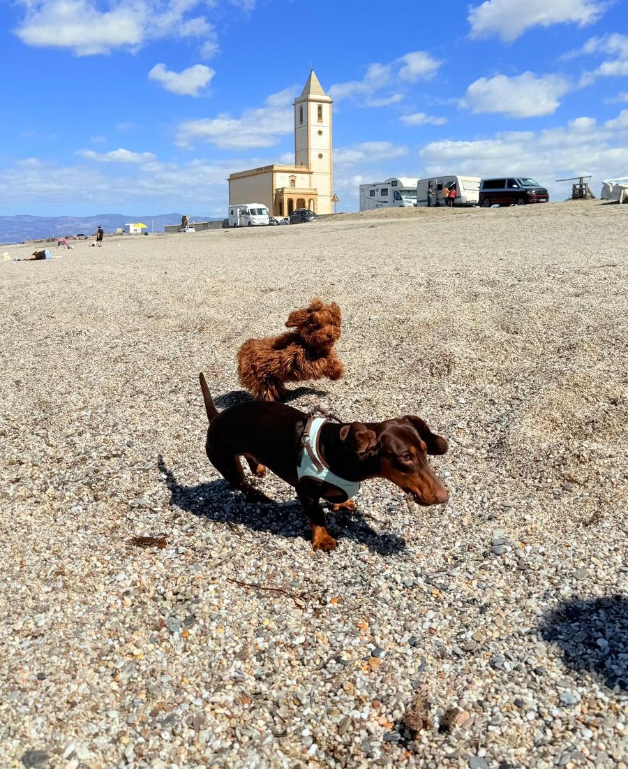 Persona abrazando a un pequeño cachorro